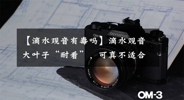 【滴水观音有毒吗】滴水观音大叶子“耐看”，可真不适合养在家，汁液全是毒！
