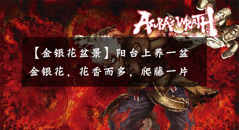 【金银花盆景】阳台上养一盆金银花，花香而多，爬藤一片，美观又实用
