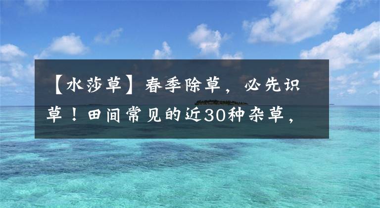 【水莎草】春季除草，必先识草！田间常见的近30种杂草，你认识多少？