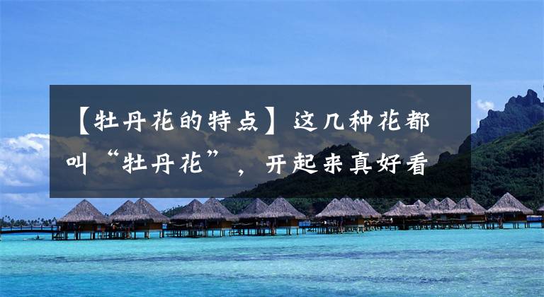 【牡丹花的特点】这几种花都叫“牡丹花”，开起来真好看，看看你最喜欢哪一种