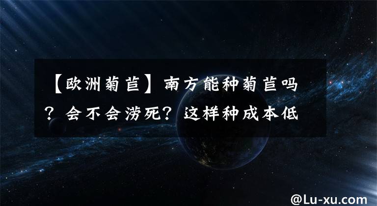 【欧洲菊苣】南方能种菊苣吗？会不会涝死？这样种成本低，亩产鲜草10吨以上