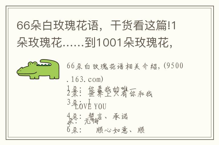 66朵白玫瑰花语，干货看这篇!1朵玫瑰花……到1001朵玫瑰花，都代表什么，你知道吗？