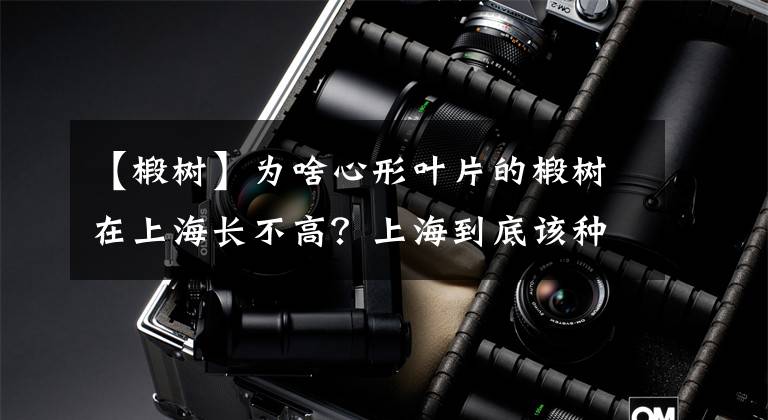 【椴树】为啥心形叶片的椴树在上海长不高？上海到底该种什么树？这篇文章都解答了