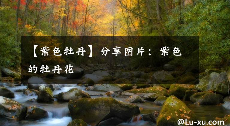 【紫色牡丹】分享图片：紫色的牡丹花