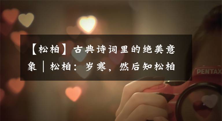 【松柏】古典诗词里的绝美意象｜松柏：岁寒，然后知松柏之后凋也