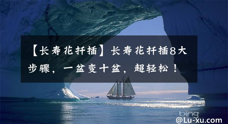 【长寿花扦插】长寿花扦插8大步骤，一盆变十盆，超轻松！