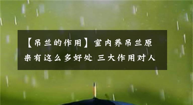 【吊兰的作用】室内养吊兰原来有这么多好处 三大作用对人体有益