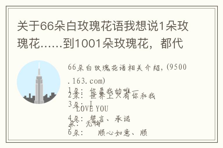 关于66朵白玫瑰花语我想说1朵玫瑰花……到1001朵玫瑰花，都代表什么，你知道吗？