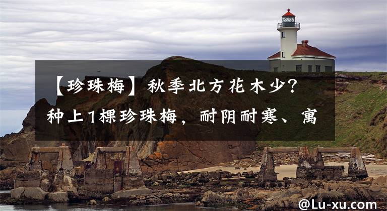【珍珠梅】秋季北方花木少？种上1棵珍珠梅，耐阴耐寒、寓意好，不比紫薇差