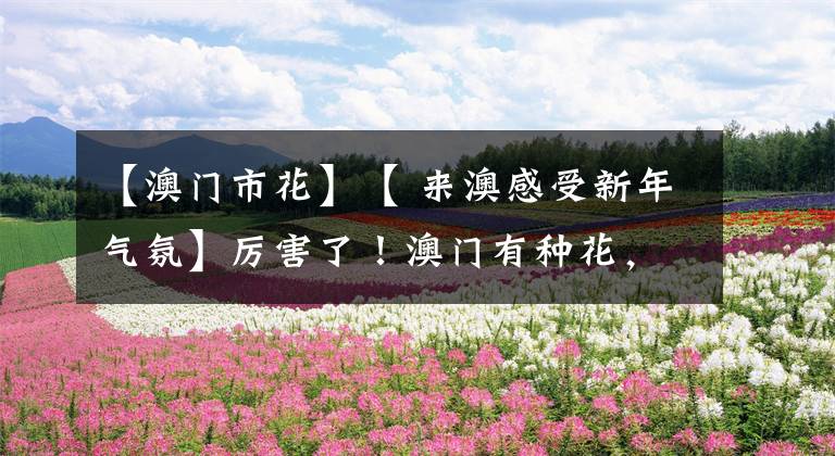 【澳门市花】【 来澳感受新年气氛】厉害了！澳门有种花，看了好运年年