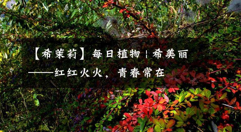 【希茉莉】每日植物 | 希美丽——红红火火，青春常在