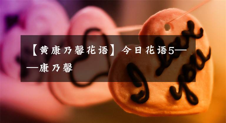 【黄康乃馨花语】今日花语5——康乃馨
