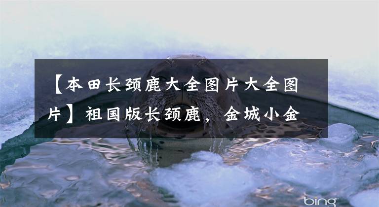 【本田长颈鹿大全图片大全图片】祖国版长颈鹿，金城小金灵50售价8980元