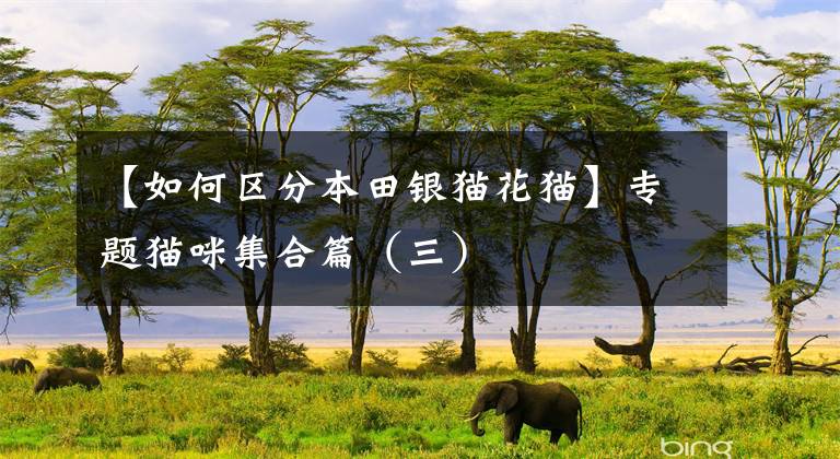 【如何区分本田银猫花猫】专题猫咪集合篇（三）