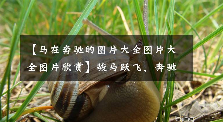 【马在奔驰的图片大全图片大全图片欣赏】骏马跃飞，奔驰原野：摄影师镜头里马的魅力