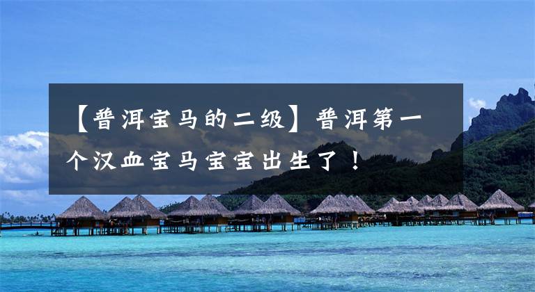 【普洱宝马的二级】普洱第一个汉血宝马宝宝出生了！