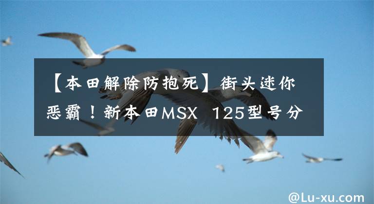 【本田解除防抱死】街头迷你恶霸！新本田MSX  125型号分析照片欣赏