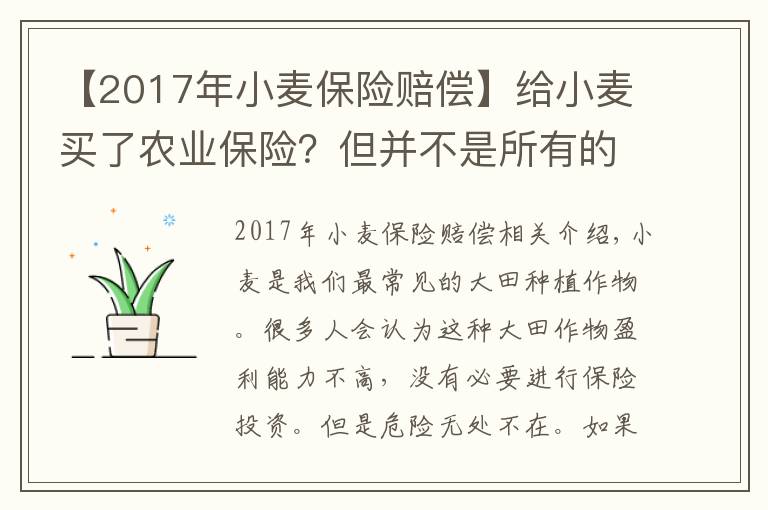【2017年小麦保险赔偿】给小麦买了农业保险？但并不是所有的灾害都能要到索赔！
