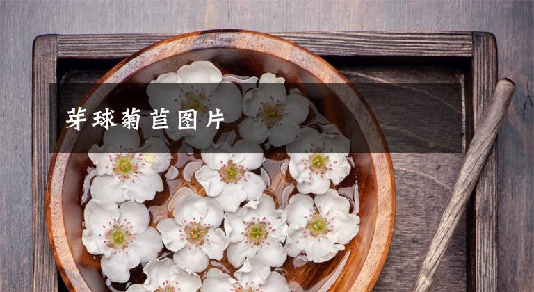 芽球菊苣图片