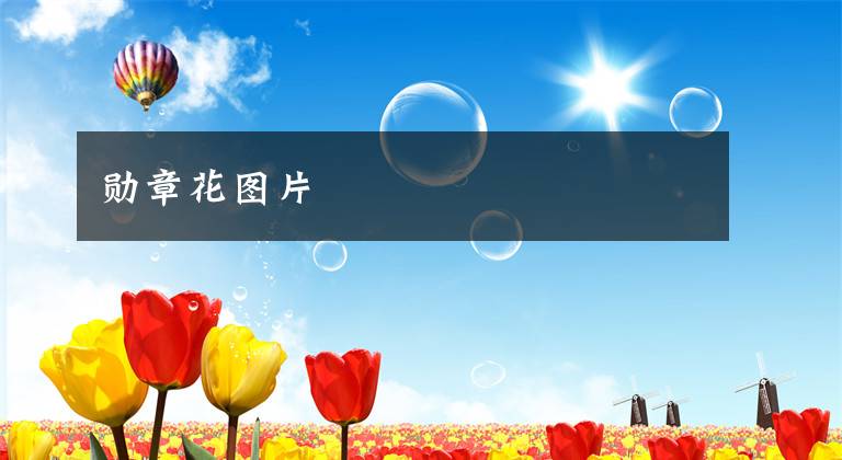 勋章花图片