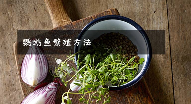 鹦鹉鱼繁殖方法