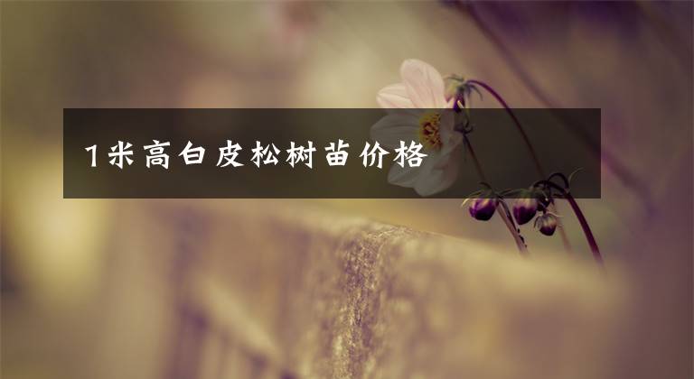 1米高白皮松树苗价格