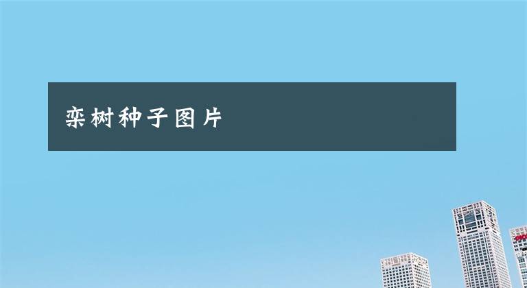 栾树种子图片