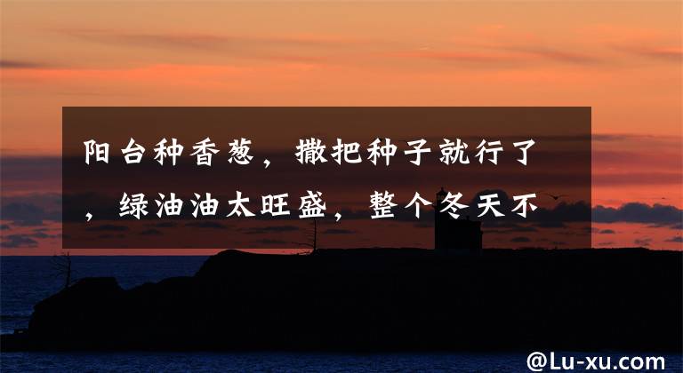 阳台种香葱，撒把种子就行了，绿油油太旺盛，整个冬天不用买