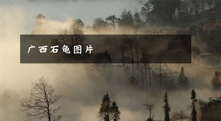 广西石龟图片