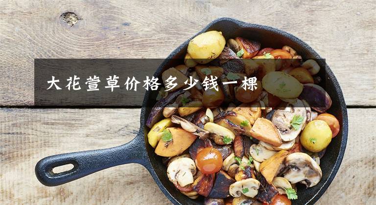 大花萱草价格多少钱一棵