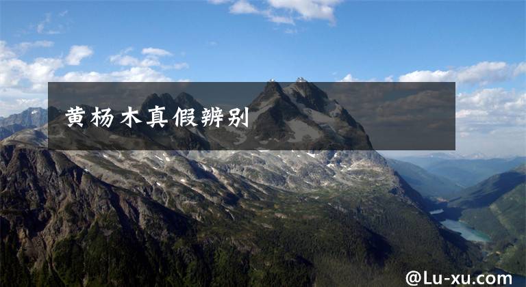 黄杨木真假辨别