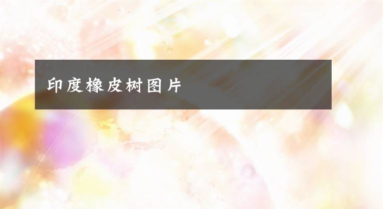 印度橡皮树图片