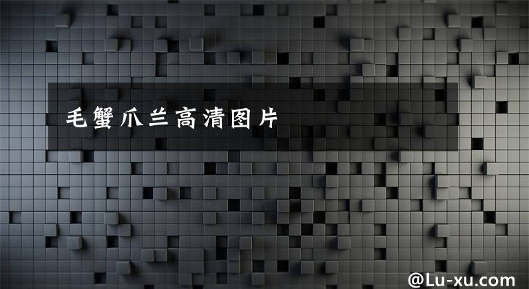 毛蟹爪兰高清图片