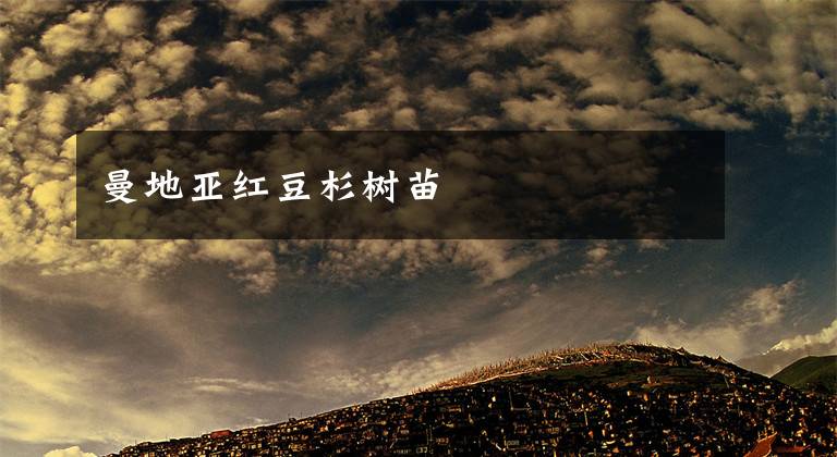 曼地亚红豆杉树苗