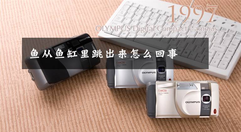 鱼从鱼缸里跳出来怎么回事