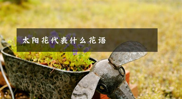 太阳花代表什么花语