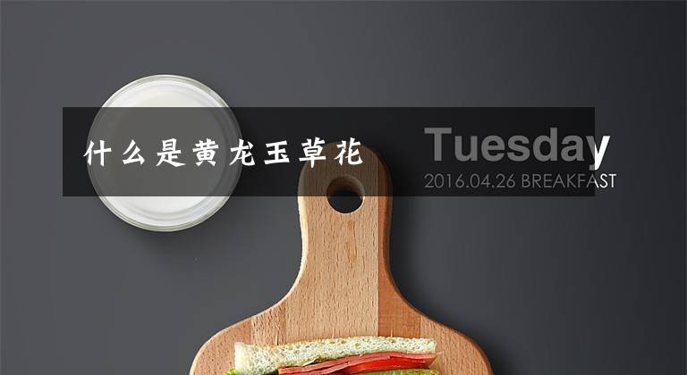 什么是黄龙玉草花