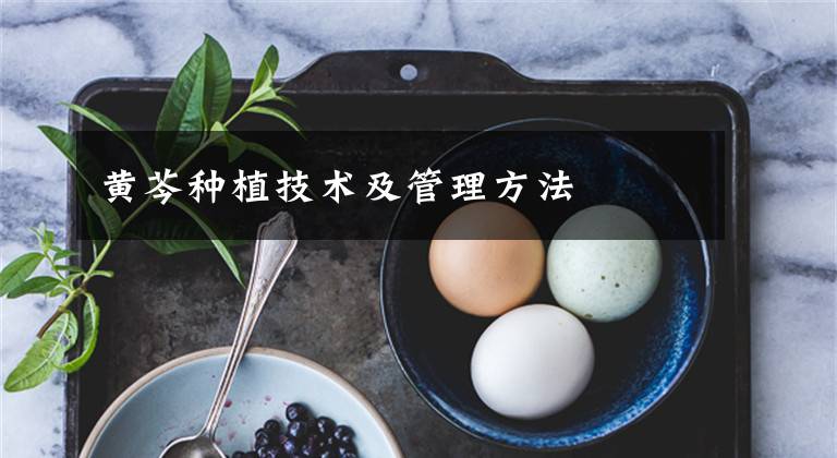 黄芩种植技术及管理方法