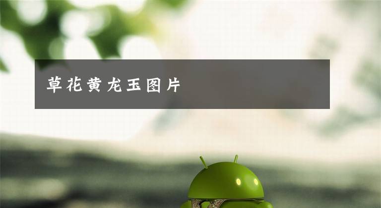 草花黄龙玉图片