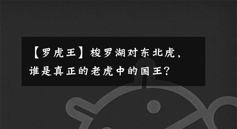 【罗虎王】梭罗湖对东北虎，谁是真正的老虎中的国王？