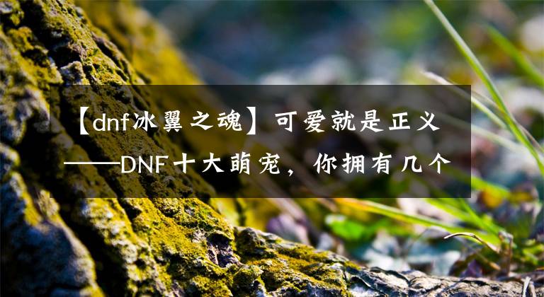 【dnf冰翼之魂】可爱就是正义——DNF十大萌宠，你拥有几个？