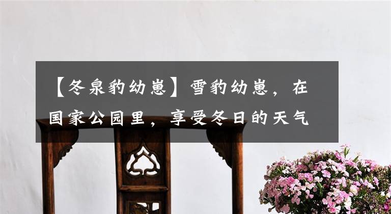 【冬泉豹幼崽】雪豹幼崽，在国家公园里，享受冬日的天气