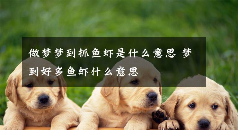 做梦梦到抓鱼虾是什么意思 梦到好多鱼虾什么意思