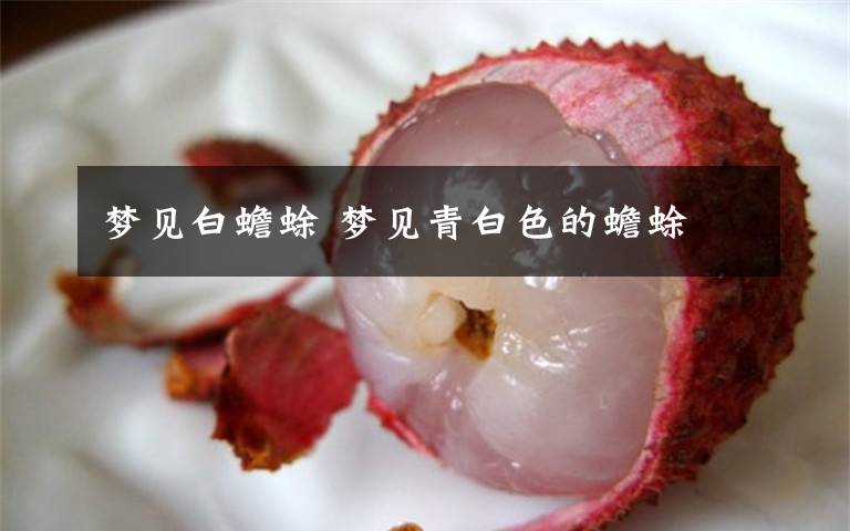 梦见白蟾蜍 梦见青白色的蟾蜍
