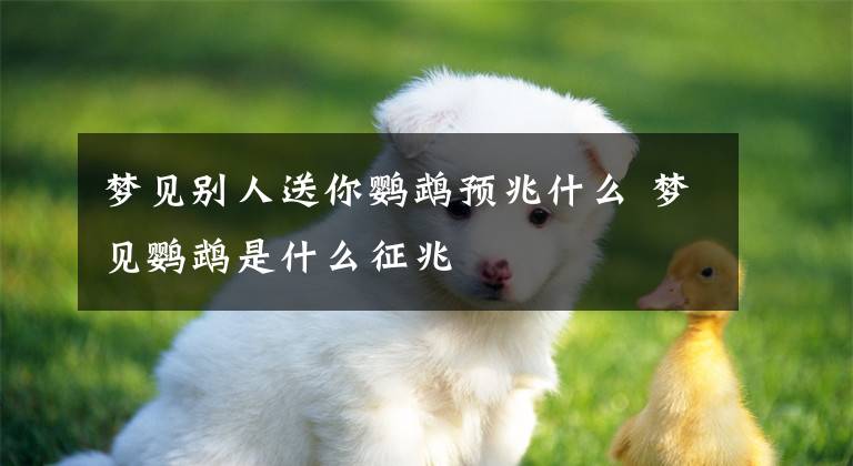 梦见别人送你鹦鹉预兆什么 梦见鹦鹉是什么征兆