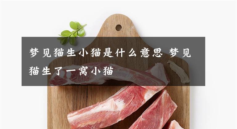 梦见猫生小猫是什么意思 梦见猫生了一窝小猫