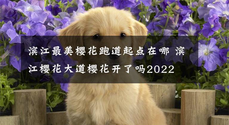 滨江最美樱花跑道起点在哪 滨江樱花大道樱花开了吗2022