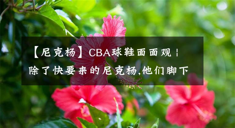 【尼克杨】CBA球鞋面面观 | 除了快要来的尼克杨,他们脚下的球鞋同样有看点