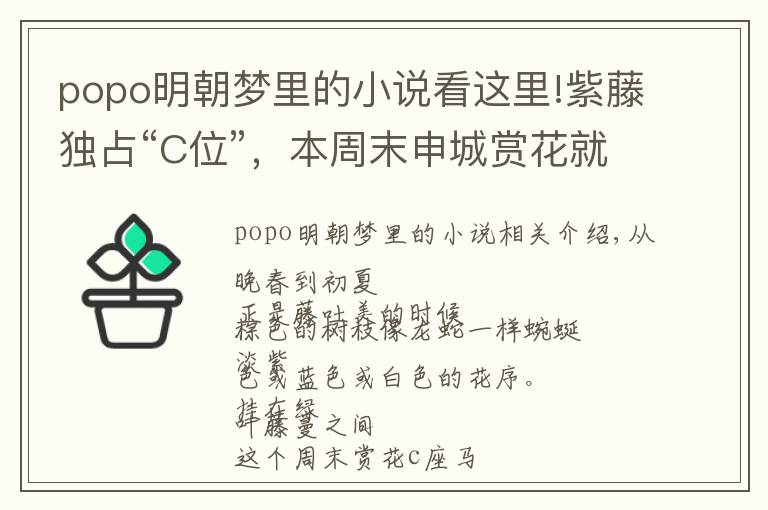 popo明朝梦里的小说看这里!紫藤独占“C位”，本周末申城赏花就看它