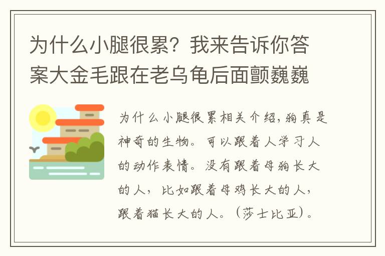 为什么小腿很累？我来告诉你答案大金毛跟在老乌龟后面颤巍巍的走，小腿累的直抖还模仿，真敬业